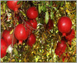 Punica Granatum (Dadim Chhal)